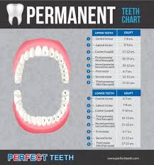 Permanent Teeth And What Should Parents Know Perfect Teeth