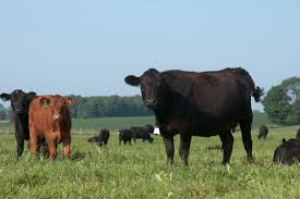 Live Cattle Futures Daniels Trading