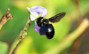 how to get rid of carpenter bees 3