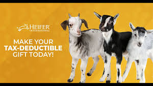 heifer international thv11