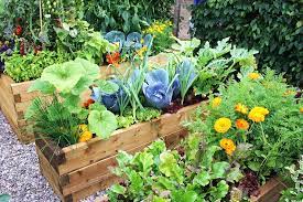 Tips On Planting Your Own Vegetable Patch
