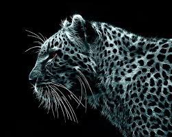 black leopard 1080p 2k 4k 5k hd