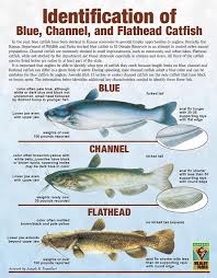 Another Good Comparison Chart Catfish Fishing Channel