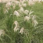 Afbeeldingsresultaat voor miscanthus sinensis
