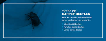 a guide to carpet beetles pestech