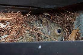 How To Get Squirrels Out Of A Chimney