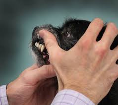 dog cat dentistry pet teeth cleaning