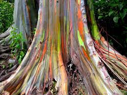 We did not find results for: Rainbow Eucalyptus Discount Flooring Depot Blog