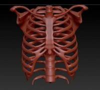 3d printed bones are no longer a thing of the future; Bones 3d Models To Print Yeggi