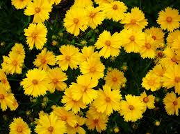 If your planning to add some yellow to your flower beds, tickseed (coreopsis) is an excellent perennial to consider. Common Yellow Perennials What Are The Best Yellow Perennials
