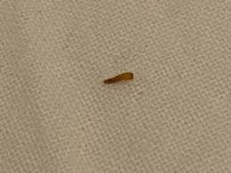 bed bugs or carpet beetle larvae