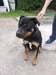 It was bred at the staffordshire county by crossing of bulldog with various terrier dog breeds. Annie 2 Year Old Female Rottweiler Cross Staffordshire Bull Terrier Available For Adoption