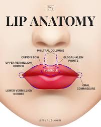 lip anatomy by brows lips