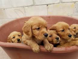 Are golden retrievers high maintenance dogs? Golden Retriever Puppies Petskona Com