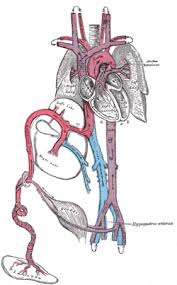 hepatic portal vein คือ images