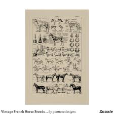 Vintage French Horse Breeds Anatomy Chart Poster Zazzle
