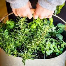 10 Minute Easy Diy Indoor Herb Planter