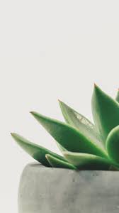Minimalist Plant Wallpapers on WallpaperDog