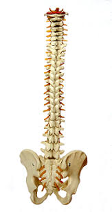 Human backbone diagram, bone, human backbone diagram. The Human Spine Lesson For Kids Study Com