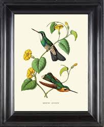 Hummingbirds Wall Art Print Ndo32