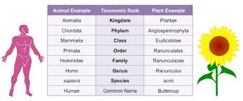 Hierarchy Of Taxa Bioninja