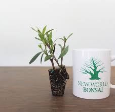 Bonsai Tree Dwarf Radicans Gardenia
