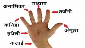 Finger Astrology: बेहद लकी होते हैं ऐसी उंगलियों वाले लोग, करियर में पाते  हैं तेजी से तरक्‍की-सम्‍मान! | Finger Astrology samudra shastra tells  people has fingers like this are very lucky get
