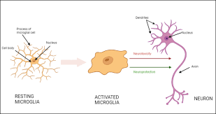 harnessing the power of plants mnd