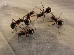 les fourmis dans un appartement