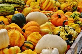 Image result for pumpkin