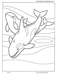 200+ vectors, stock photos & psd files. Orca Whale Coloring Pages Coloring Home