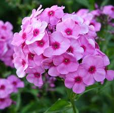 Since 1950 we have been providing a wide range of perennials, annuals. 20 Best Perennial Flowers Easy Perennial Plants To Grow