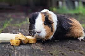 guinea pigs t and vitamin c requirements