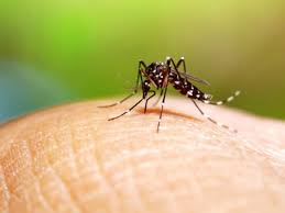 Indio em eva feitas especialmente para você. Dengue à¤¡ à¤ à¤ à¤µ à¤¯à¤°à¤¸ à¤à¤¬ à¤­ à¤¹ à¤à¤ à¤ à¤µ à¤®à¤ à¤à¤° à¤¸ à¤°à¤¹ à¤¬à¤à¤à¤° Dengue Virus Is Still Active Beware Of Mosquitoes Navbharat Times