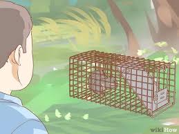 Identify signs of a squirrel infestation. 3 Ways To Get Rid Of Squirrels In The Attic Wikihow