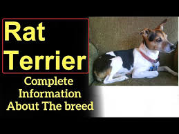 rat terrier pros and cons how
