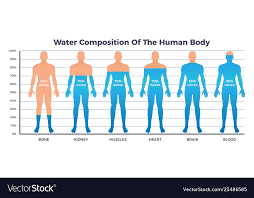 water chart royalty free vector image