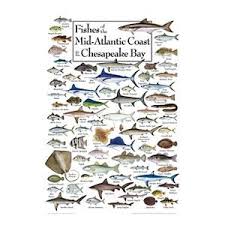 Fishes Of The Mid Atlantic Coast And Chesapeake Bay Regional