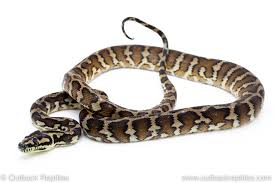 irian jaya carpet python outback reptiles