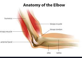 Shoulder flexion is movement of the shoulder in a forward motion. Shoulder Pain Biceps Tendonitis Orthobethesda