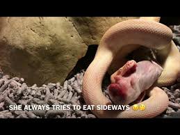 albino darwin carpet python eating