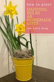 plant daffodil bulbs as homemade gifts