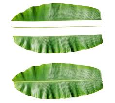 banana leaf images