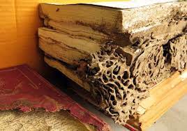 get rid of termites from wooden furniture