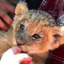 Predator Cubs Human Interaction With Predator Babies
