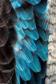 black and blue feather photo – Free ...