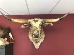 Bull Head Mount Texas Longhorn