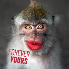 funny monkey with a red lips stock