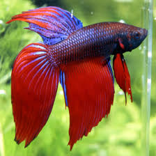 Image result for red siamese fighting fish