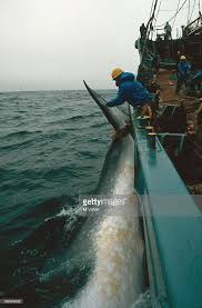 Whaling research paper   Benefits of Using Essay Writing Services  Japan s annual research whaling expedition is now being carried out in the  Antarctic  As always  the controversy over whaling receives more coverage  in the    